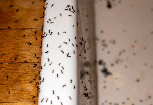 Professional Pest Control in Silver Springs Shores, FL